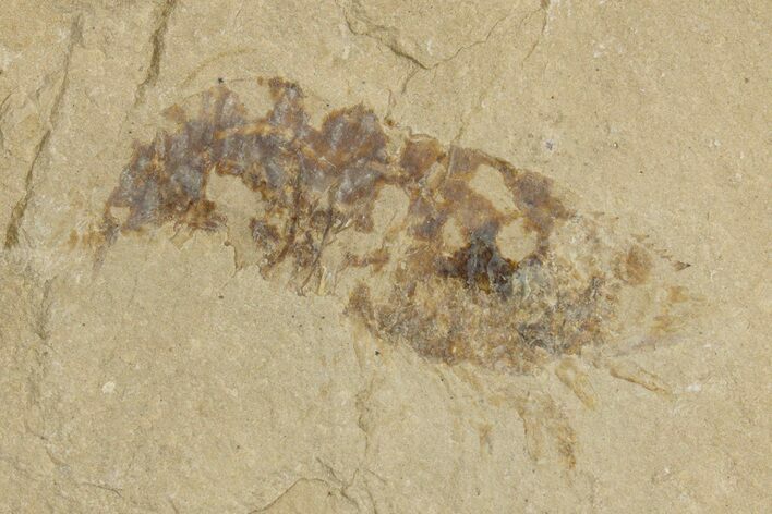 Cretaceous Fossil Shrimp - Lebanon #323707